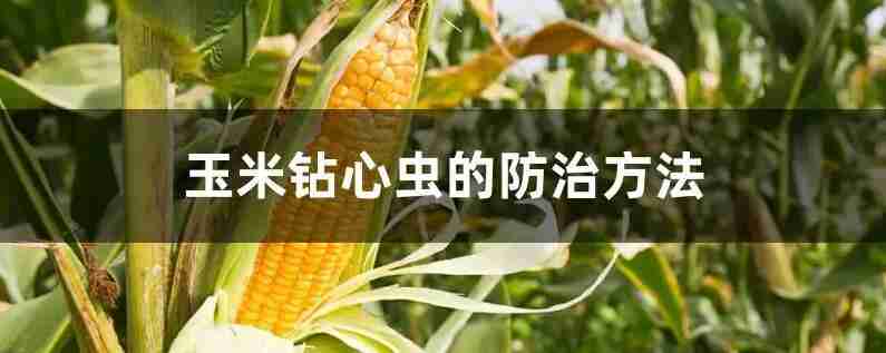 玉米钻心虫用什么药打最好(玉米钻心虫专用农药)